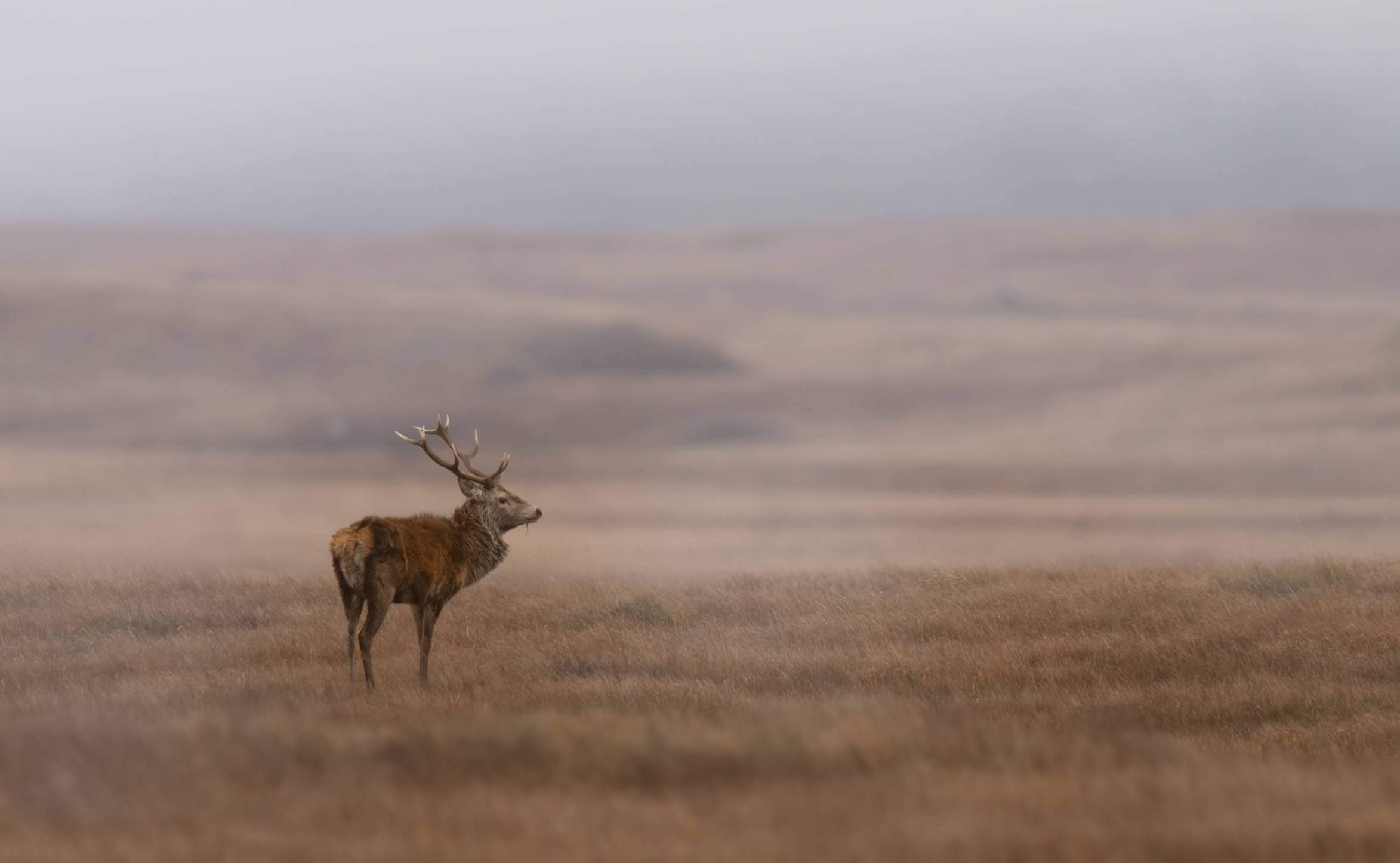 The Wildlife Photographer